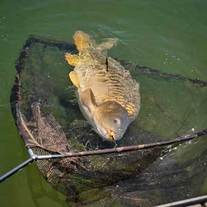 Navigation & No Kill